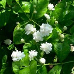 Αραβικό Γιασεμί ή Φούλι (Jasminum sambac) Φυτό