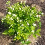 Αραβικό Γιασεμί ή Φούλι (Jasminum sambac) Φυτό