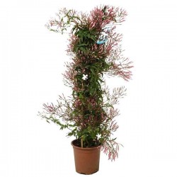 Γιασεμί Πολυανθές (Jasminum polyanthum) Αναρριχώμενο Φυτό - Ανθοφόρα Αναρριχώμενα Φυτά