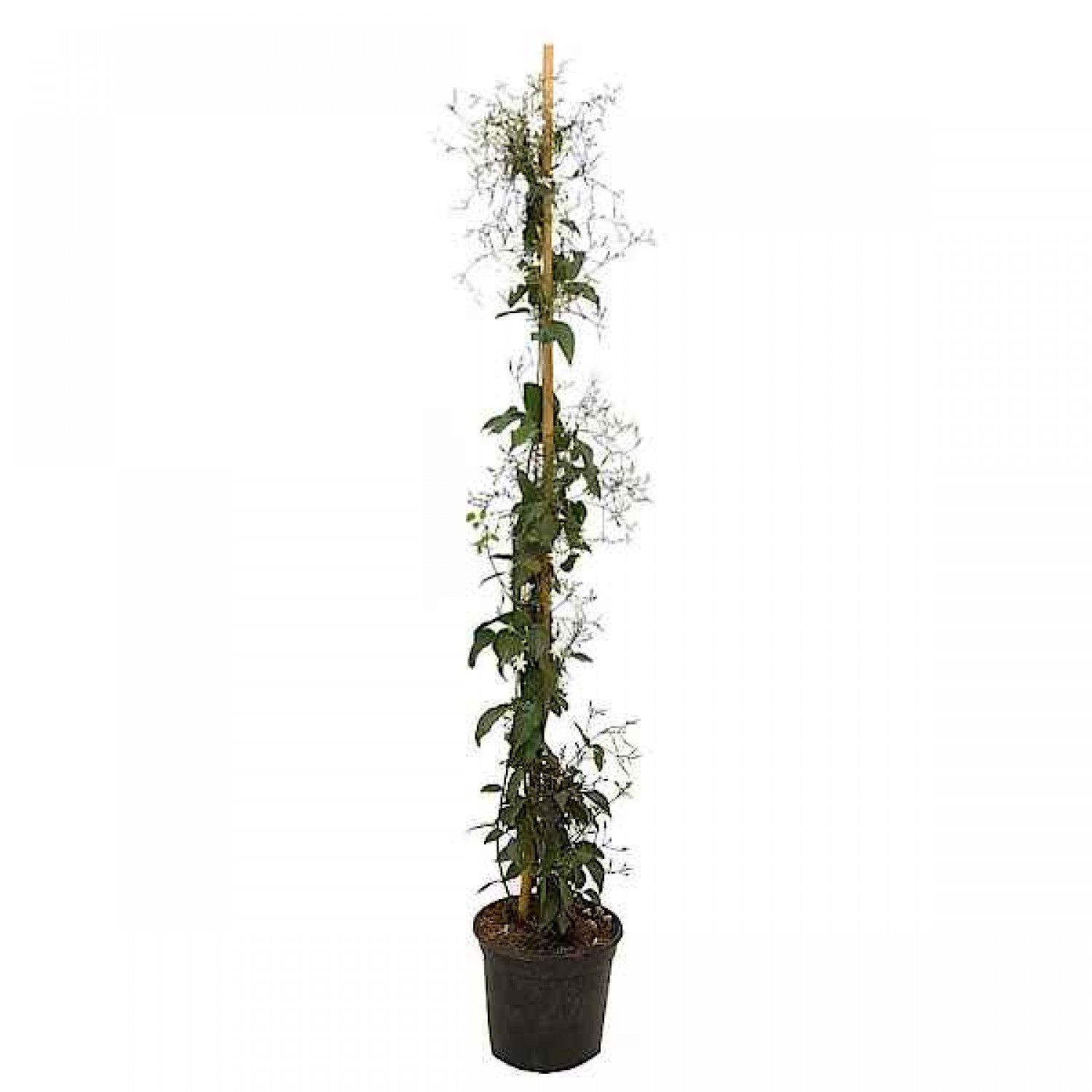 Lemon-Scented Jasmine (Jasminum azoricum) Climbing Plant