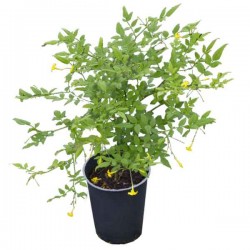 Ίασμος ο ταπεινός ή Γιασεμί Κίτρινο (Chrysojasminum humile-συν. Jasminum humile) Φυτό - Ανθοφόρα Φυτά