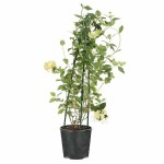 Αγιόκλημα ή Αιγόκλημα Ιαπωνικό (Lonicera japonica) Αναρριχώμενο Αγιόκλημα (Lonicera japonica) Αναρριχώμενο