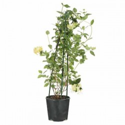 Αγιόκλημα (Lonicera japonica) Αναρριχώμενο
