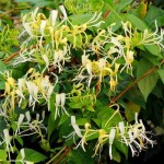 Αγιόκλημα ή Αιγόκλημα Ιαπωνικό (Lonicera japonica) Αναρριχώμενο Αγιόκλημα (Lonicera japonica) Αναρριχώμενο