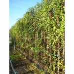 Αγιόκλημα ή Αιγόκλημα Ιαπωνικό (Lonicera japonica) Αναρριχώμενο Αγιόκλημα (Lonicera japonica) Αναρριχώμενο