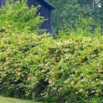 Αγιόκλημα ή Αιγόκλημα Ιαπωνικό (Lonicera japonica) Αναρριχώμενο Αγιόκλημα (Lonicera japonica) Αναρριχώμενο