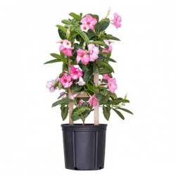 Shining Mandevilla (Mandevilla splendens) Vine Plant Shining Mandevilla (Mandevilla splendens-syn. Dipladenia splendens) Vine Plant - Flowering Climbing Plants