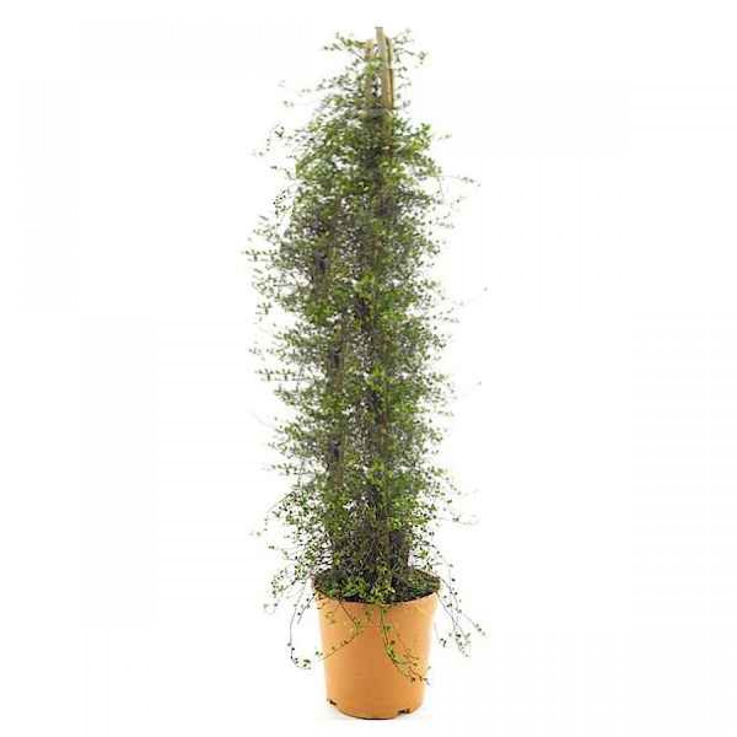 Wire Vine (Muehlenbeckia complexa) Climbing Plant - Vine Flowering Plants