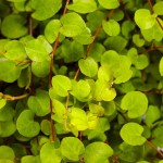 Wire Vine (Muehlenbeckia complexa) Climbing Plant - Vine Flowering Plants