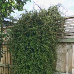 Wire Vine (Muehlenbeckia complexa) Climbing Plant - Vine Flowering Plants