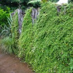 Wire Vine (Muehlenbeckia complexa) Climbing Plant - Vine Flowering Plants