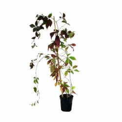 Παρθενοκισσός πεντάλοβος (Parthenocissus quinquefolia)