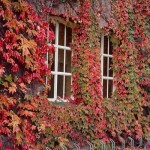 Παρθενοκισσός πεντάλοβος (Parthenocissus quinquefolia)