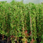 Παρθενοκισσός πεντάλοβος (Parthenocissus quinquefolia)
