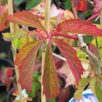 Παρθενοκισσός πεντάλοβος (Parthenocissus quinquefolia)