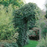 Παρθενοκισσός πεντάλοβος (Parthenocissus quinquefolia)
