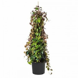 Boston Ivy (Parthenocissus tricuspidata ‘Veitchii’) Climber Plant  Boston Ivy (Parthenocissus tricuspidata ‘Veitchii’)