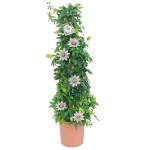 Bluecrown Passionflower (Passiflora caerulea) Climber