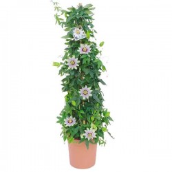 Bluecrown Passionflower (Passiflora caerulea) Climber Bluecrown Passionflower (Passiflora caerulea) Climber