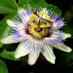 Bluecrown Passionflower (Passiflora caerulea) Climber