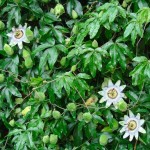 Bluecrown Passionflower (Passiflora caerulea) Climber