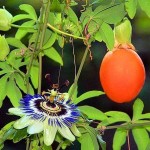 Bluecrown Passionflower (Passiflora caerulea) Climber