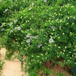 Bluecrown Passionflower (Passiflora caerulea) Climber