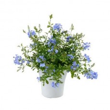 Πλουμπάγκο ή Μπλε Γιασεμί (Plumbago auriculata)