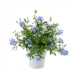 Cape Leadwort (Plumbago auriculata) Climber Plant Cape Leadwort (Plumbago auriculata) Climber Plant