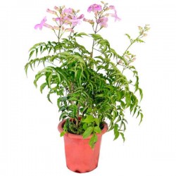 Pink Trumpet Vine (Podranea ricasoliana-syn. Bignonia 'Contessa Sara') Climbing Plant - Flowering Vine Plants