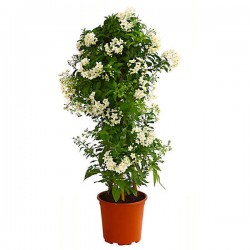 Potato Vine (Solanum jasminoides) Climber Plants