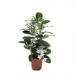 Madagascar Jasmine (Stephanotis floribunda) Climber Plant