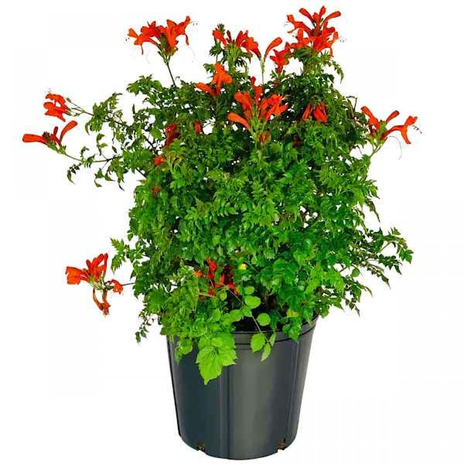 Cape Honeysuckle (Tecomaria capensis-syn. Bignonia capensis) Plant - Vine Flowering Plants