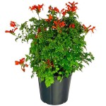 Cape Honeysuckle (Tecomaria capensis-syn. Bignonia capensis) Plant - Vine Flowering Plants