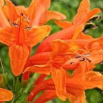 Cape Honeysuckle (Tecomaria capensis-syn. Bignonia capensis) Plant - Vine Flowering Plants