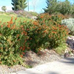 Cape Honeysuckle (Tecomaria capensis-syn. Bignonia capensis) Plant - Vine Flowering Plants