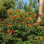 Cape Honeysuckle (Tecomaria capensis-syn. Bignonia capensis) Plant - Vine Flowering Plants