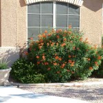 Cape Honeysuckle (Tecomaria capensis-syn. Bignonia capensis) Plant - Vine Flowering Plants