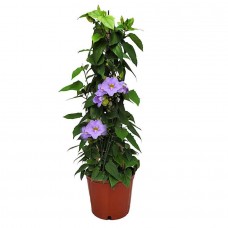 Bengal Clockvine (Thunbergia grandiflora) Climbing Plant - Vine Flowering Plants