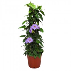 Bengal Clockvine (Thunbergia grandiflora) Climbing Plant Bengal Clockvine (Thunbergia grandiflora) Climbing Plant - Vine Flowering Plants