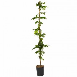 Chinese Wisteria (Wisteria sinensis) Climber Chinese Wisteria (Wisteria sinensis) Climber