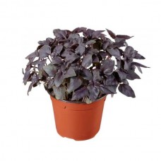 Red Basil (Ocimum basilicum var. purpurascens) Herb