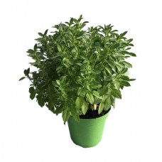 Basil Plant (Ocimum basilicum)