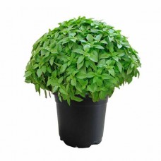 Greek Basil (Ocimum basilicum var. Minimum) | Herbs