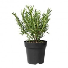 Δενδρολίβανο Φαρμακευτικό (Rosmarinus officinalis)