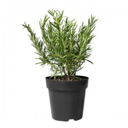 Δενδρολίβανο Φαρμακευτικό (Rosmarinus officinalis)