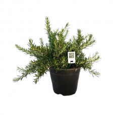 Rosemary Prostratus (Rosmarinus officinalis ‘Prostratus’)