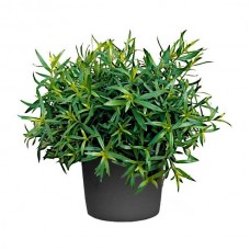 Εστραγκόν (Artemisia dracunculus)