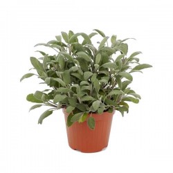 Common Sage (Salvia officinalis)