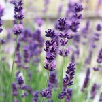Λεβάντα η Στενόφυλλος (Lavandula angustifolia) Θάμνος Λεβάντα η Στενόφυλλος (Lavandula angustifolia) - Αρωματικά, Φαρμακευτικά Φυτά  & Βότανα -  Μεσογειακός Κήπος